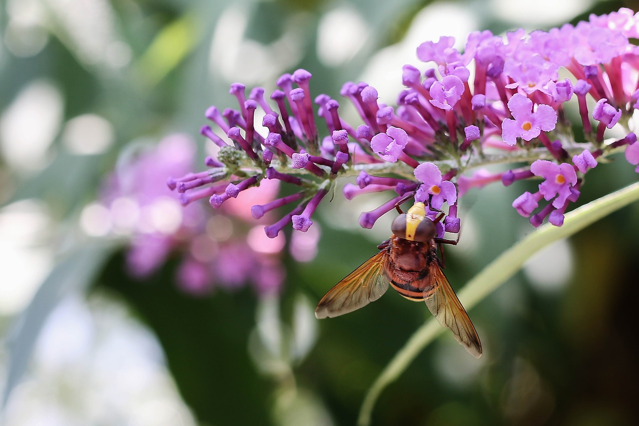 wasp insect nature free photo