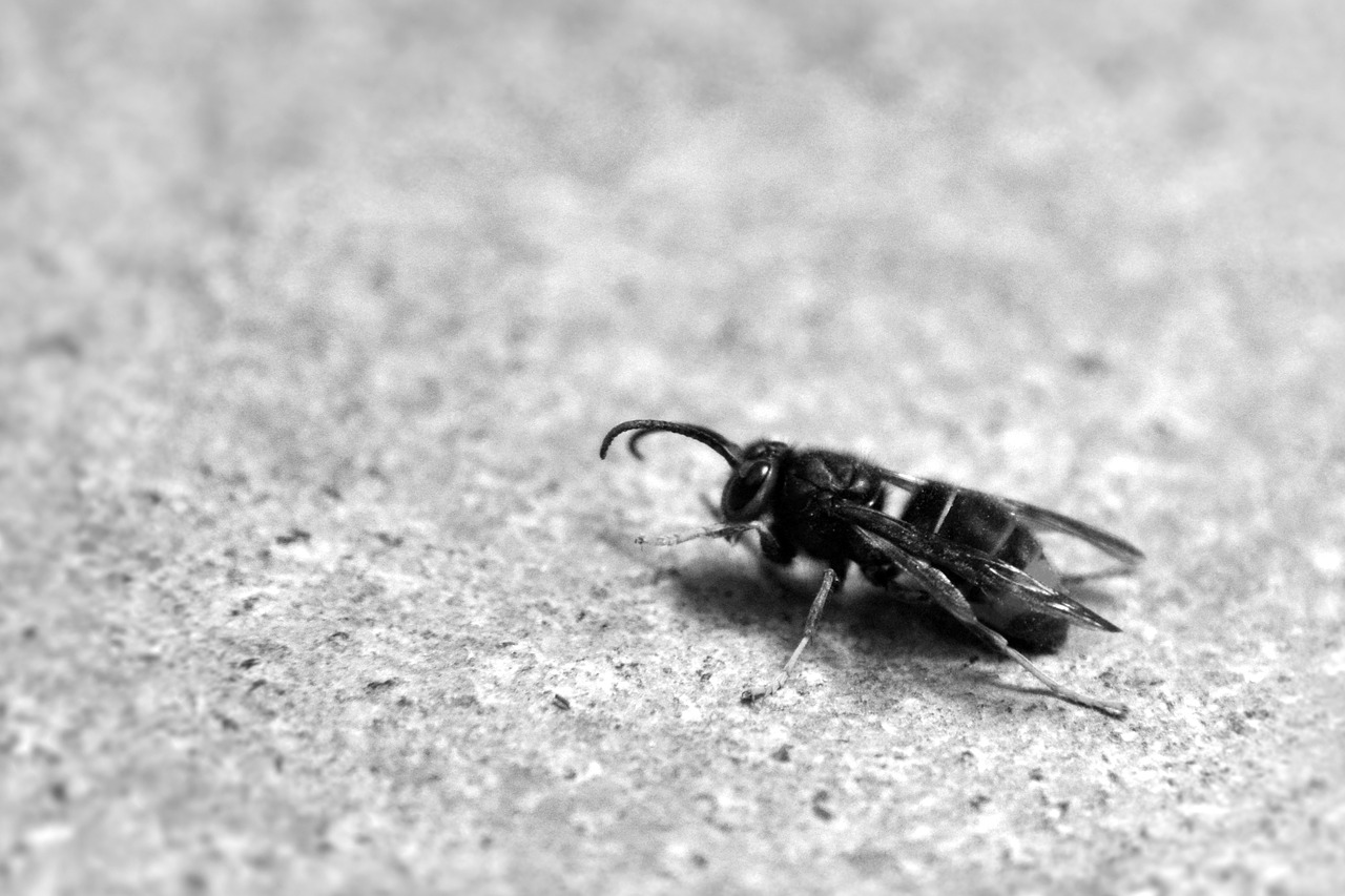wasp winter insects free photo