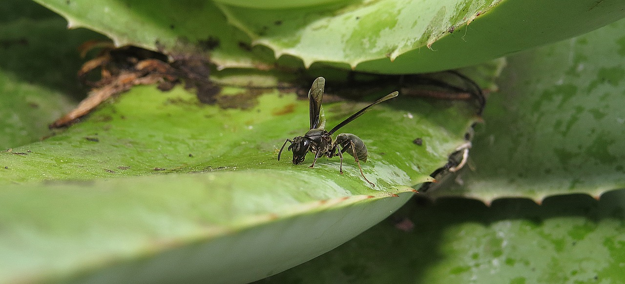 wasp macro nature free photo