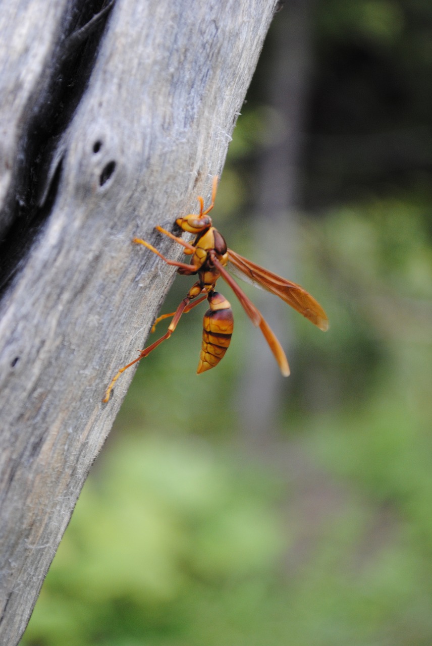 wasp flying insect insects free photo