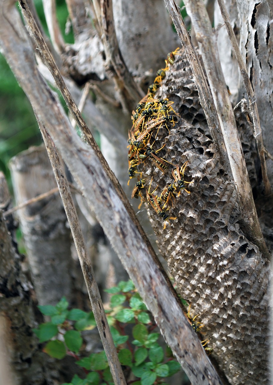 wasp nest together free photo