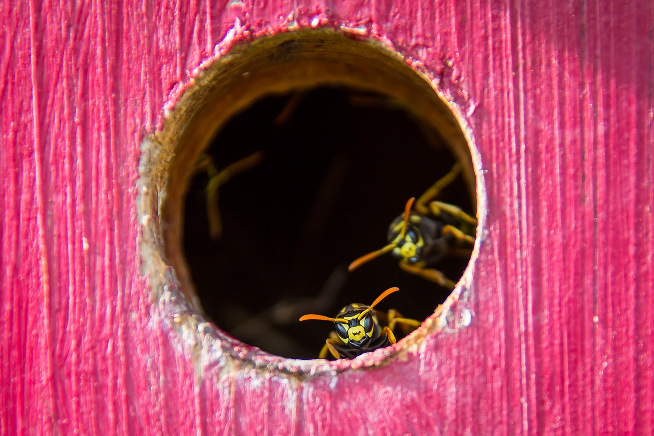 wasp the hive insect free photo