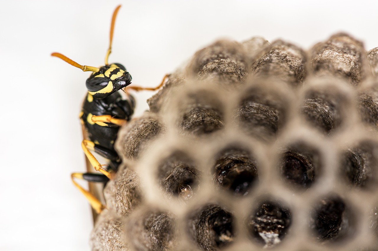 wasp combs the hive free photo