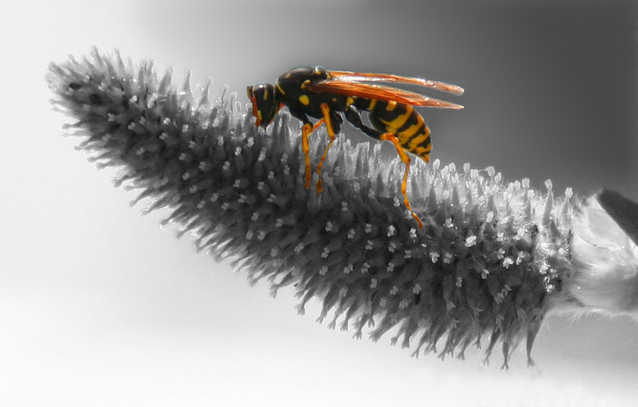 wasp nature grass free photo