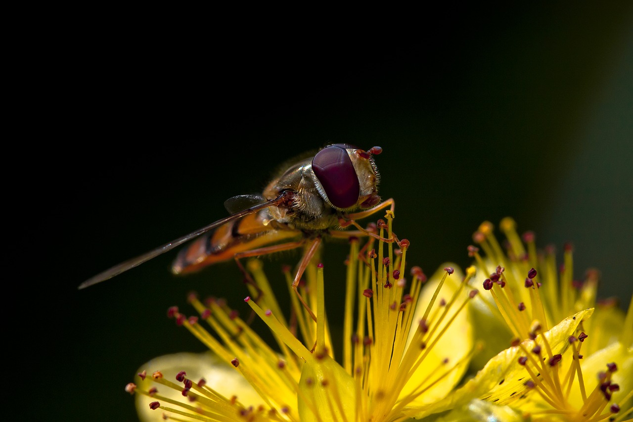 wasp macro flowers free photo