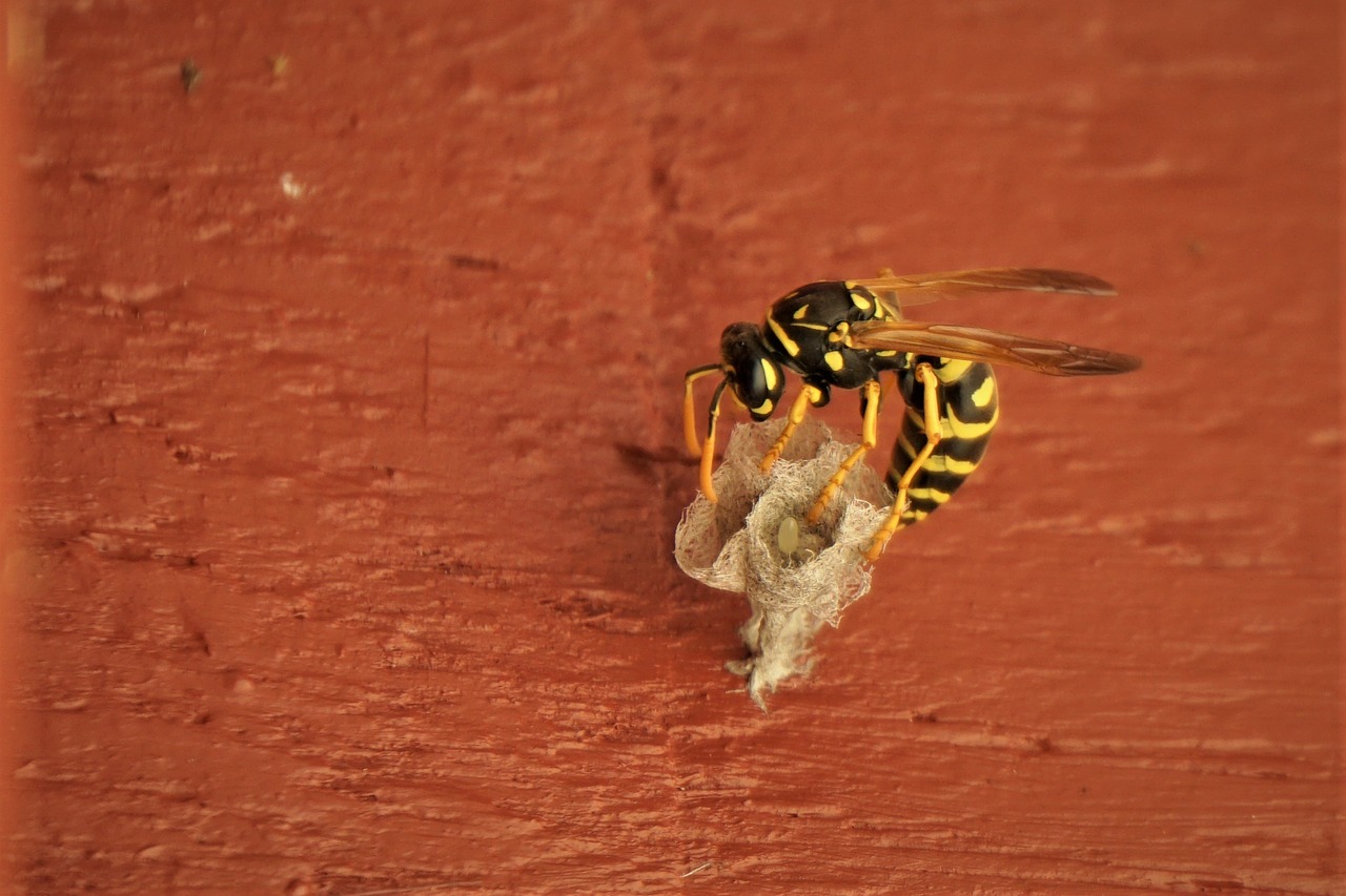 wasp  the hive  field wasp free photo