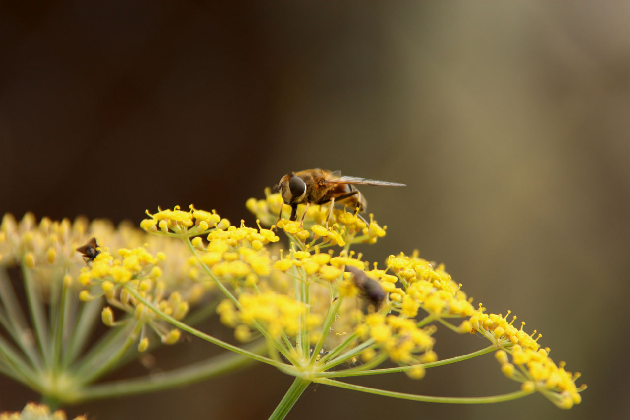 wasp flower flora free photo