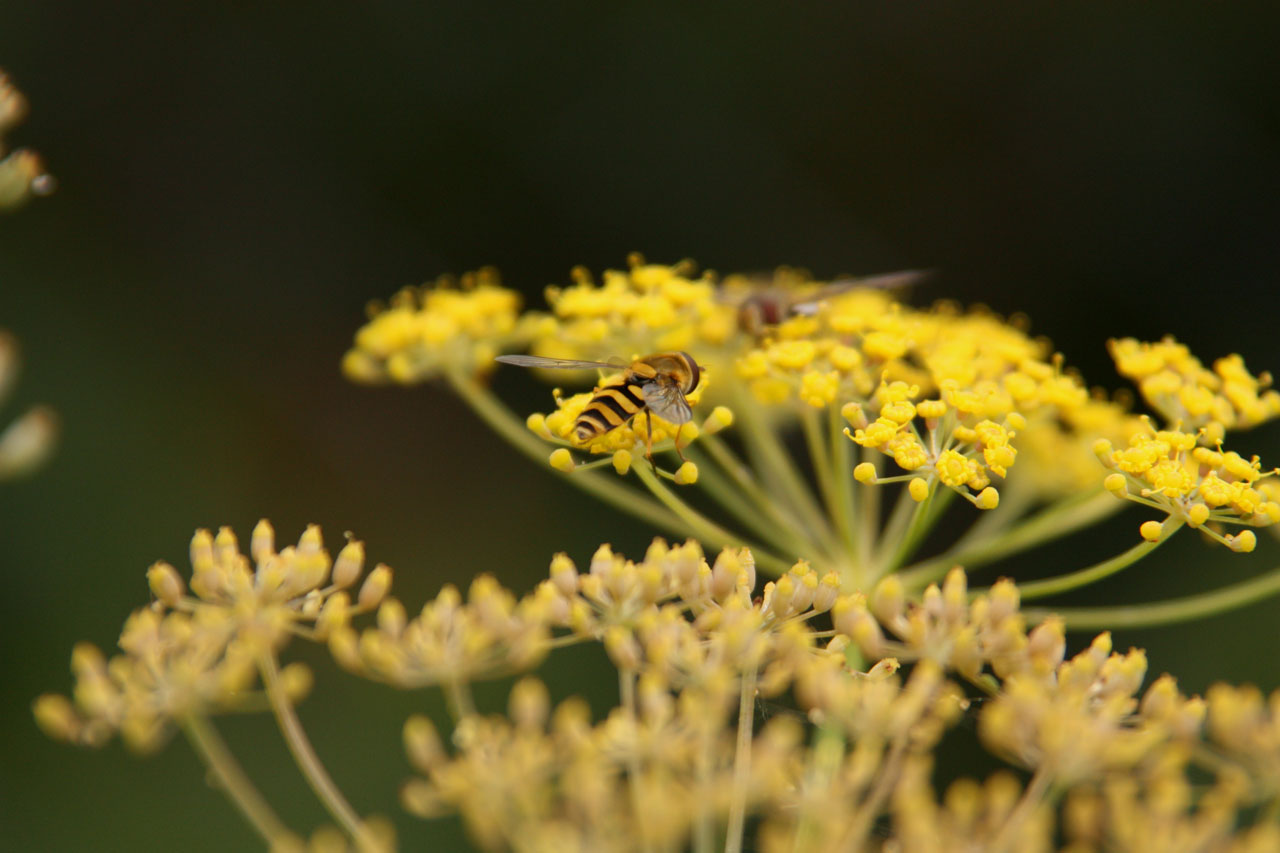 wasp flower flora free photo