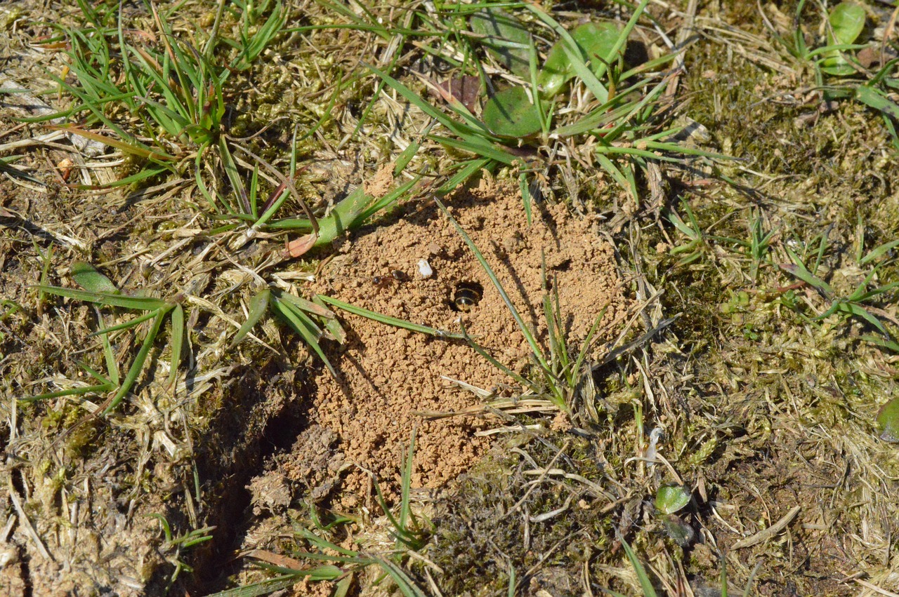 wasp  ant  nest free photo