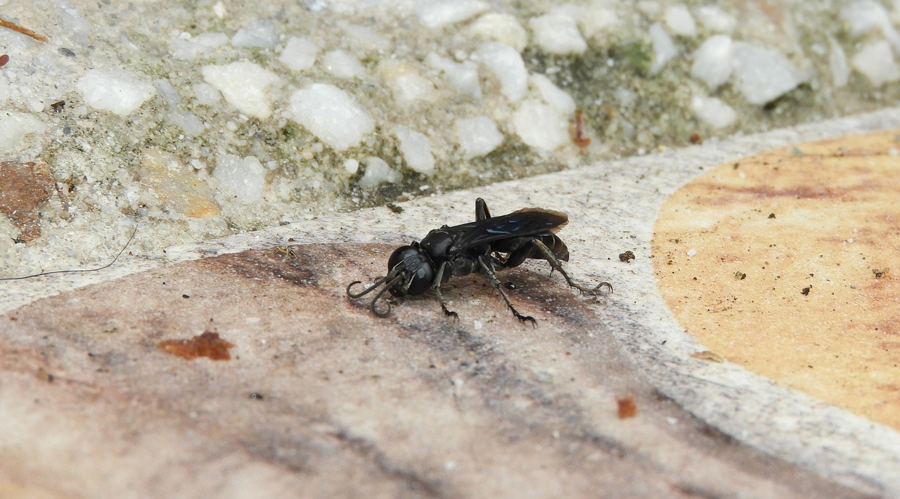 wasp  nature  animalia free photo