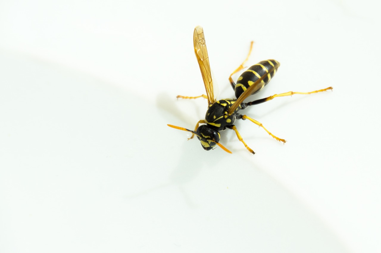 wasp  water  insect free photo