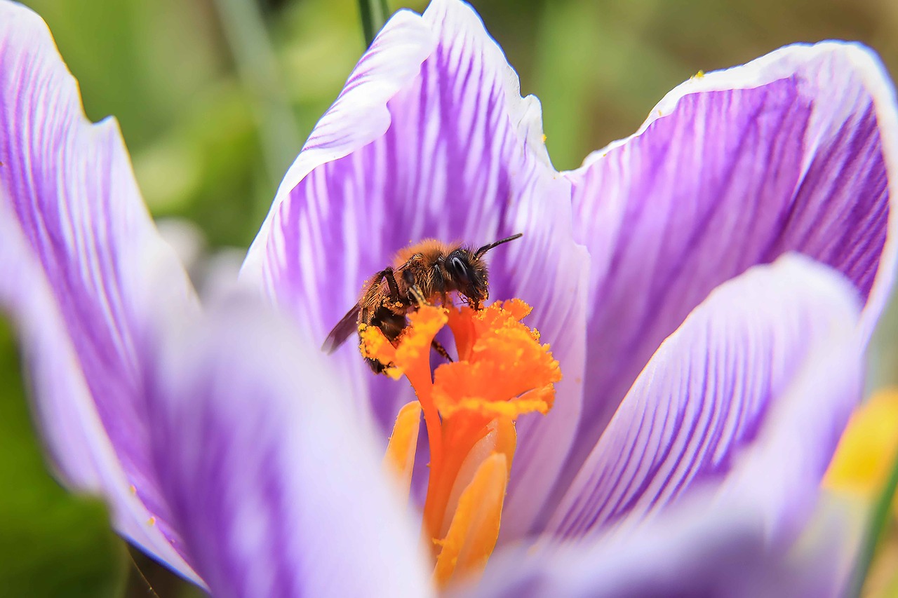 wasp  crocus  purple flower free photo