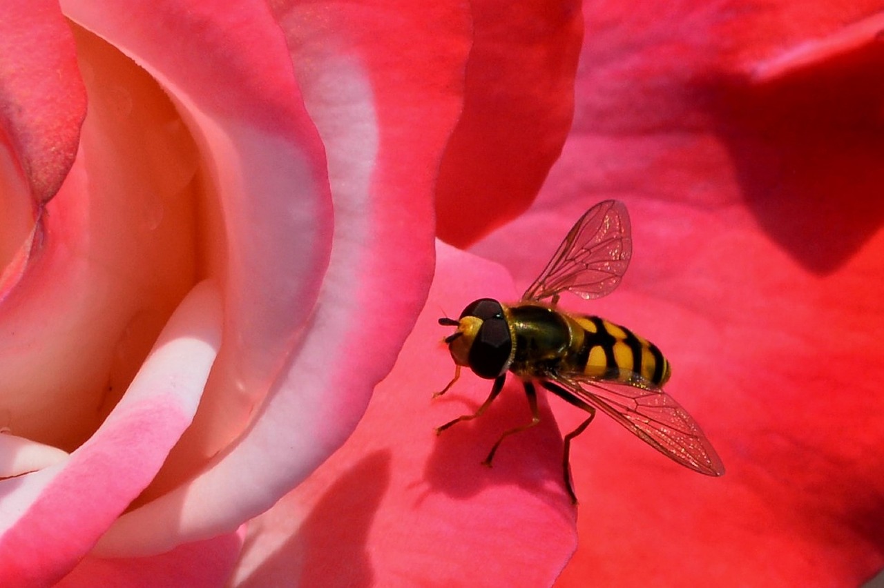 wasp  wasp on rose  insect free photo
