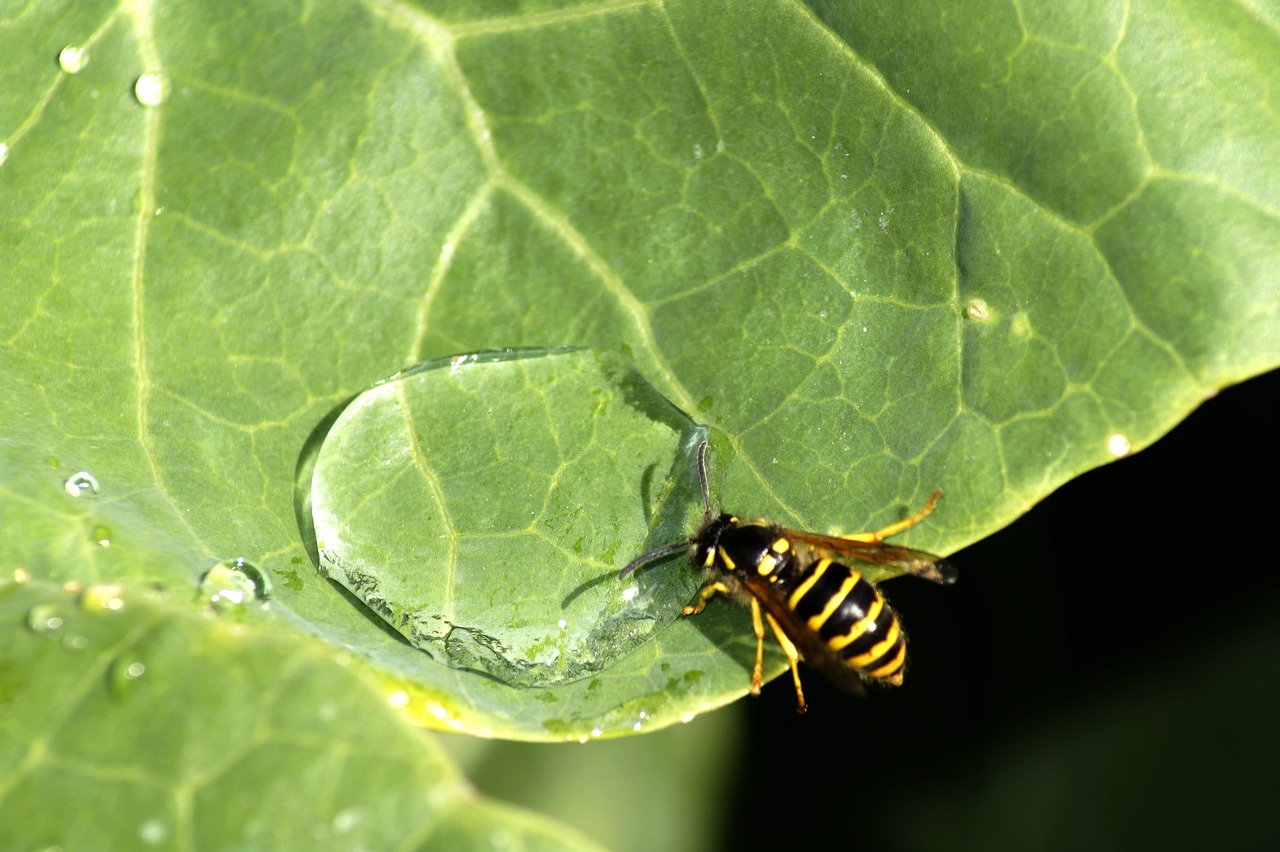 wasp  insect  water free photo