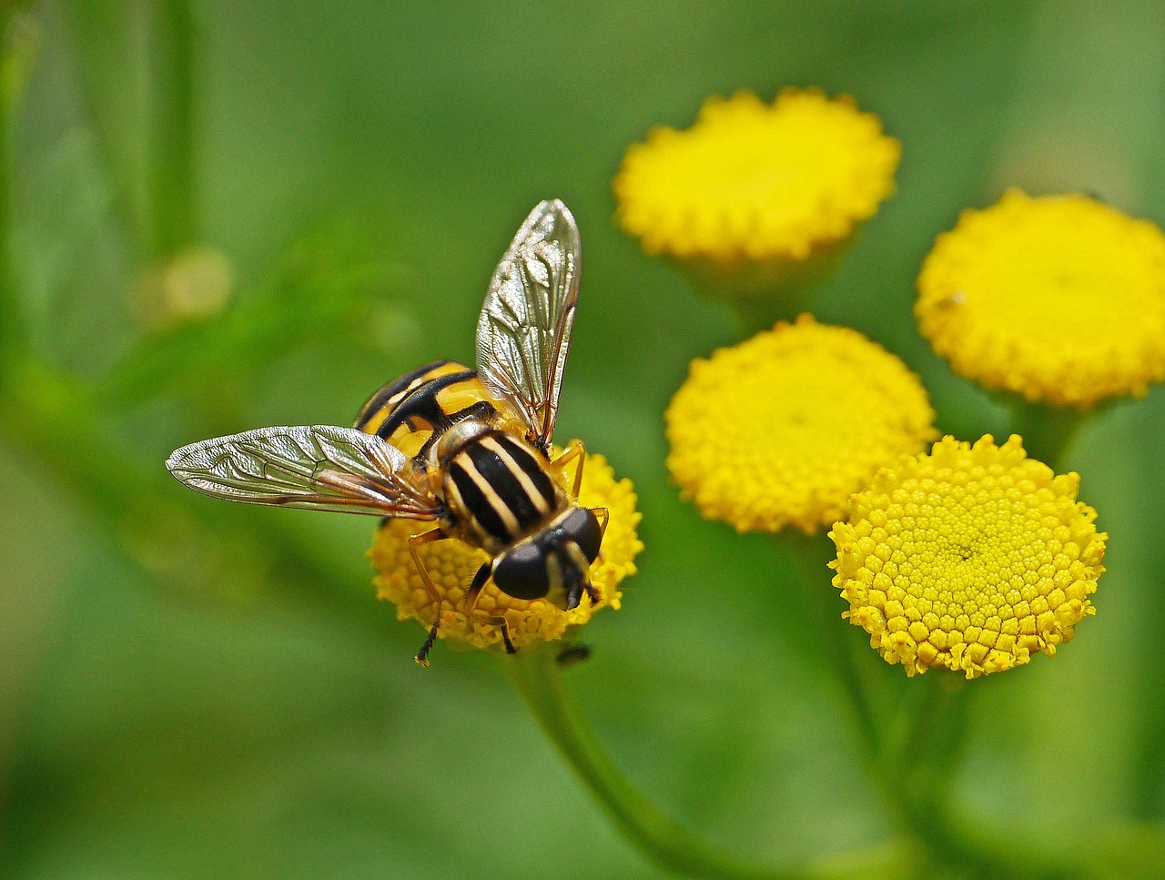 wasp  tansy  flowers free photo