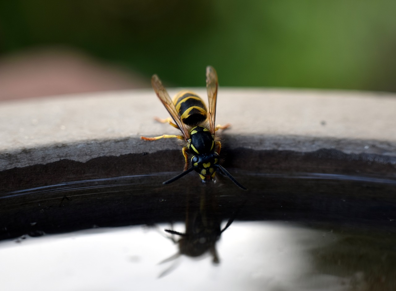 wasp  insect  nature free photo