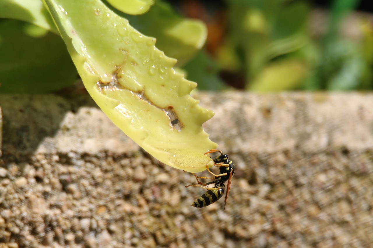 wasp  insect  nature free photo
