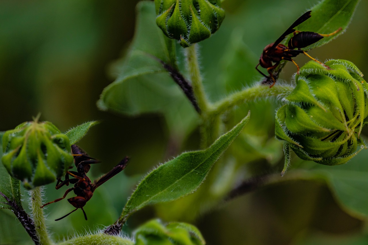 wasp  insect  sunflower free photo