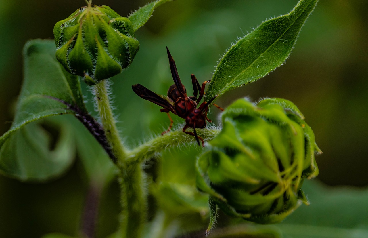 wasp  insect  sunflower free photo