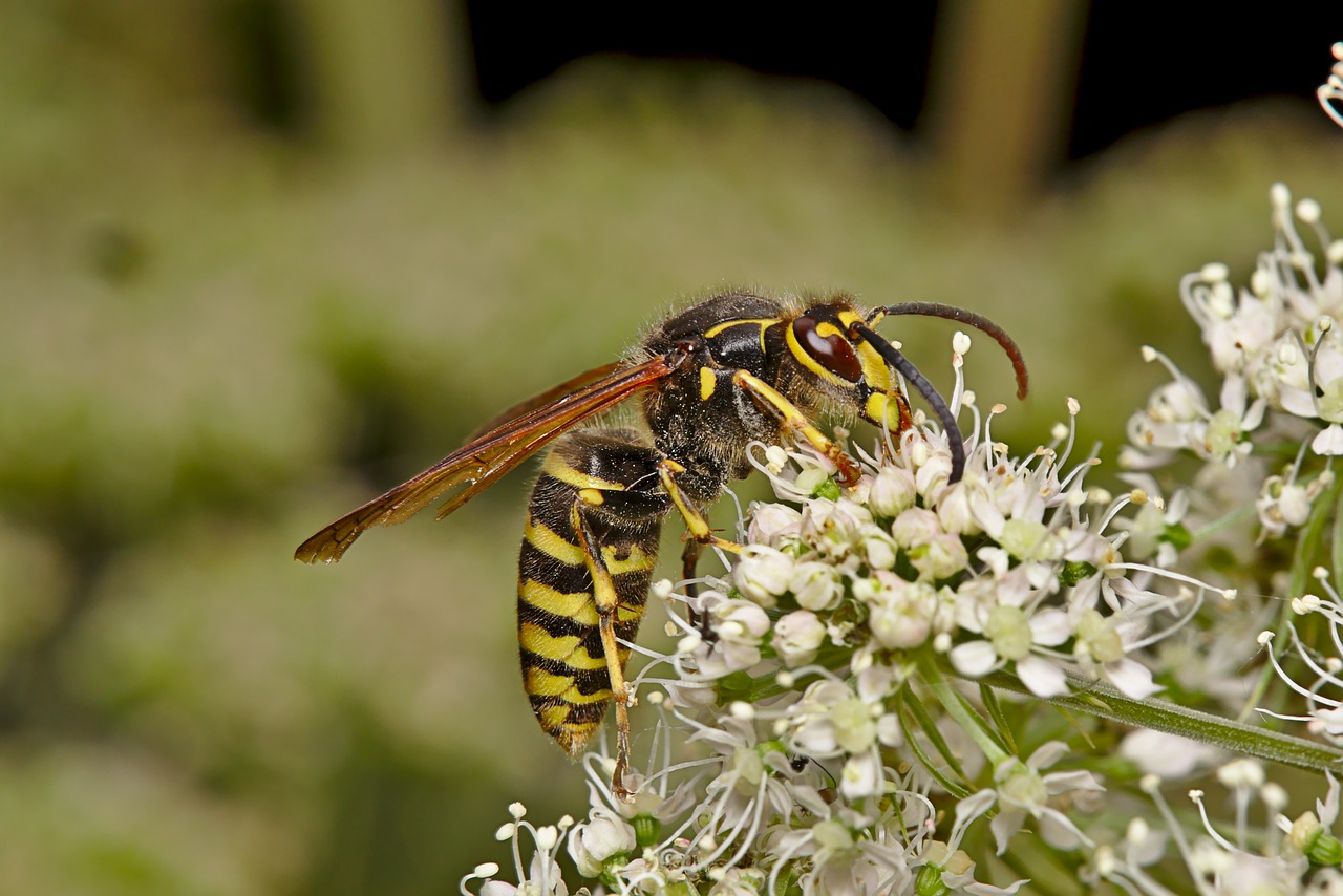 wasp  summer  insect free photo