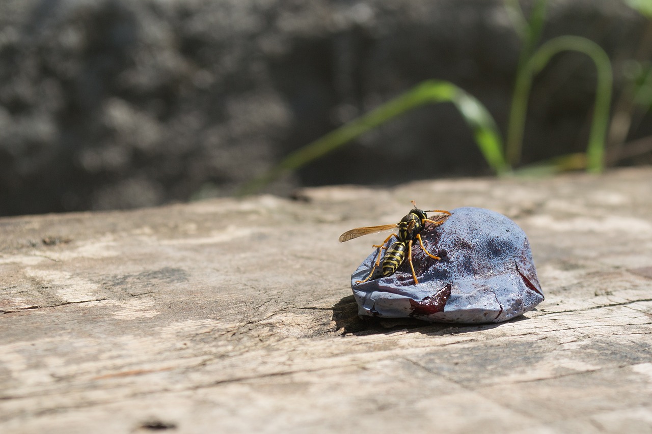 wasp  plum  fruit free photo