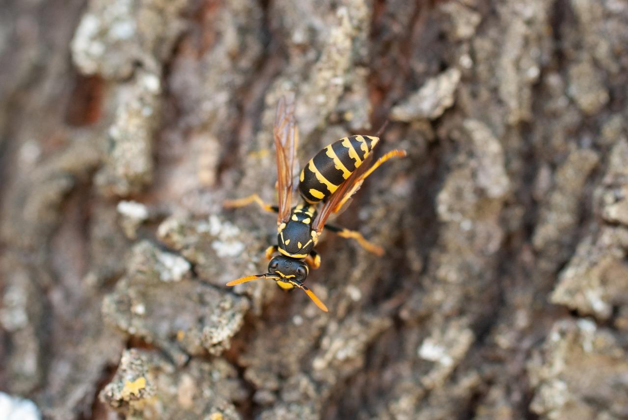 wasp  insect  nature free photo