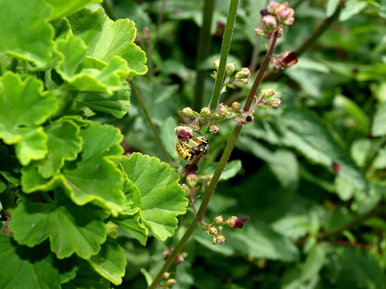 wasp  pollination  insect free photo