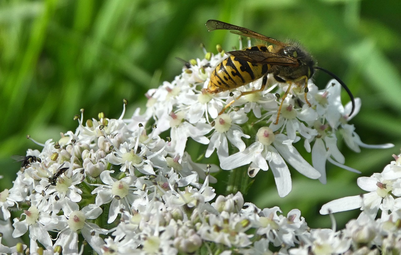 wasp  nature  bug free photo