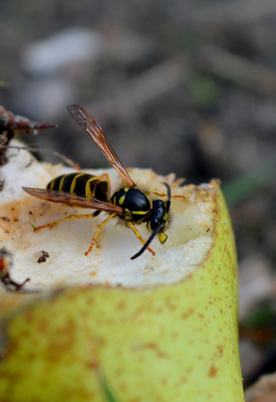 wasp  pear  close up free photo