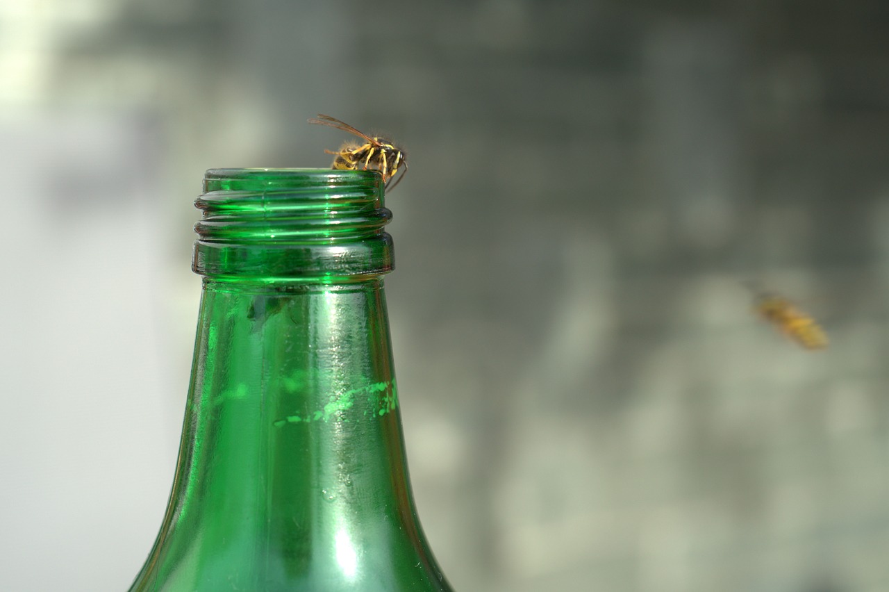 wasp  bottle  summer free photo