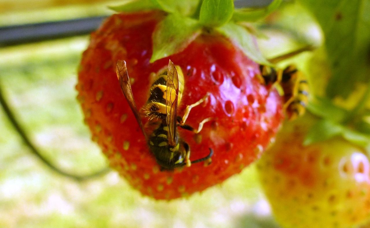 wasp strawberry ecology free photo