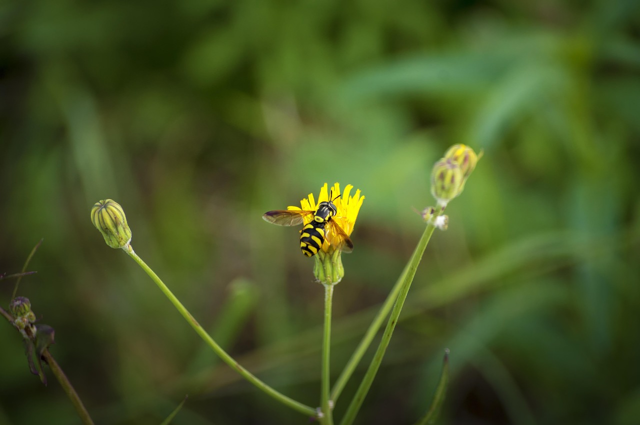 wasp  insect  wild flower free photo