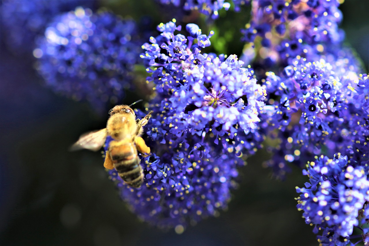 wasp  flower  nature free photo