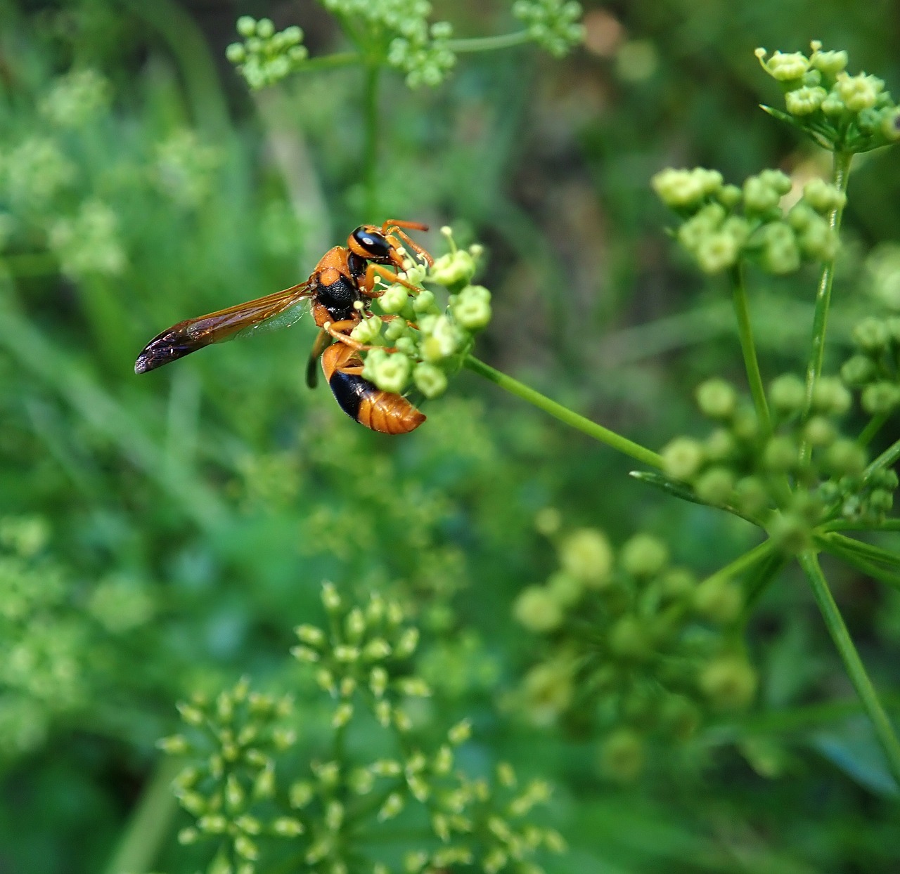 wasp  insect  garden free photo