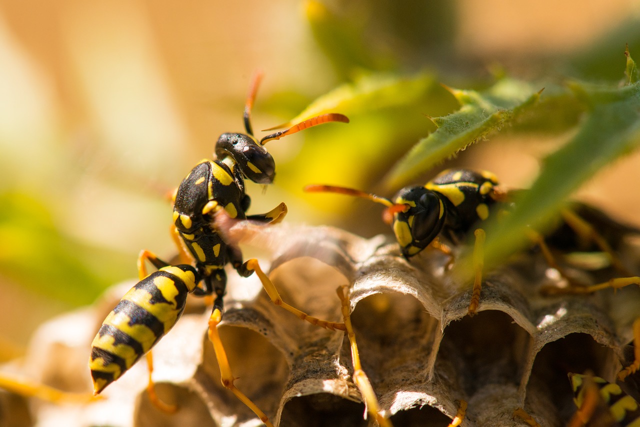 wasp  insect  nest free photo