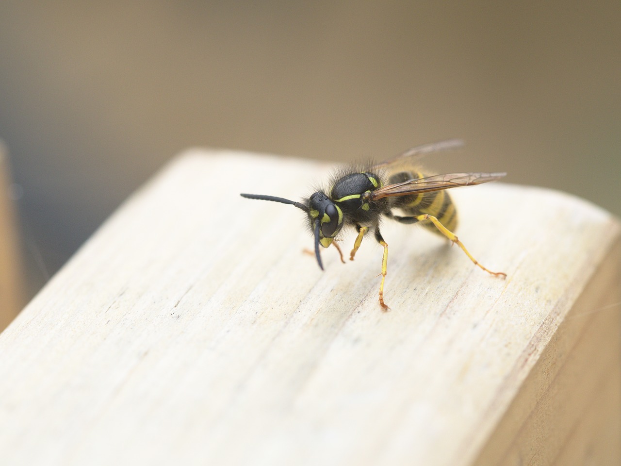 wasp  insect  sting free photo