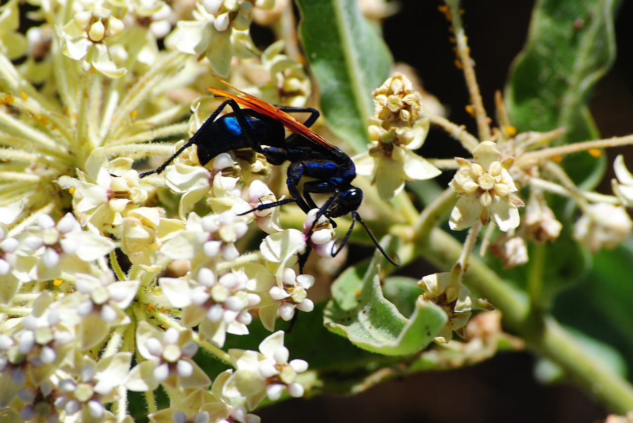 wasp flower insect free photo