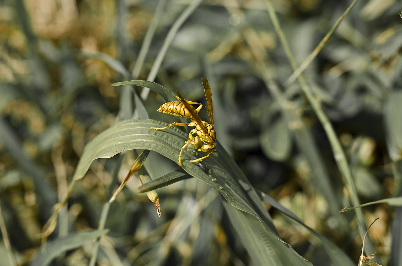 wasp  leaves  nature free photo