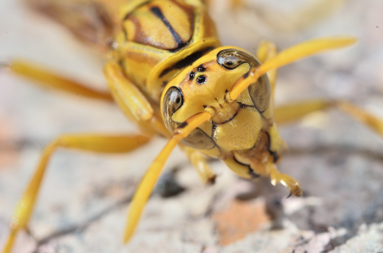 wasp  sting  yellow free photo