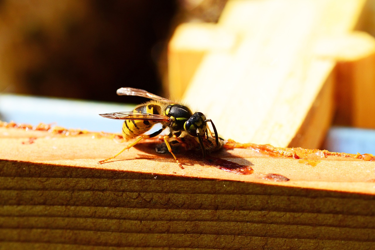 wasp insect yellow free photo