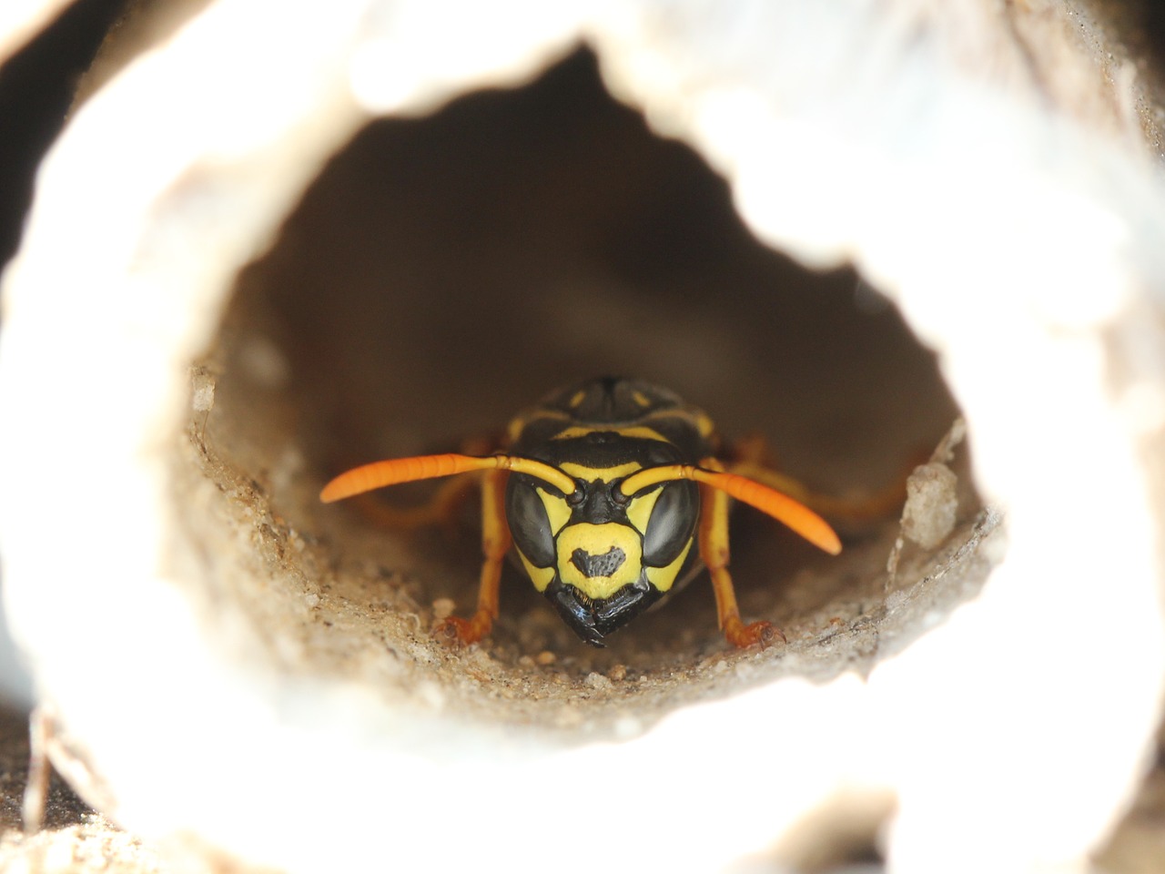 wasp  insect hotel  insect free photo