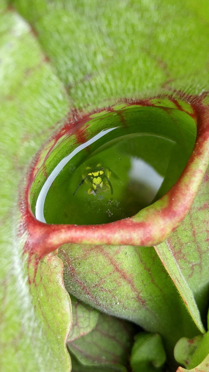 wasp  carnivore  green free photo