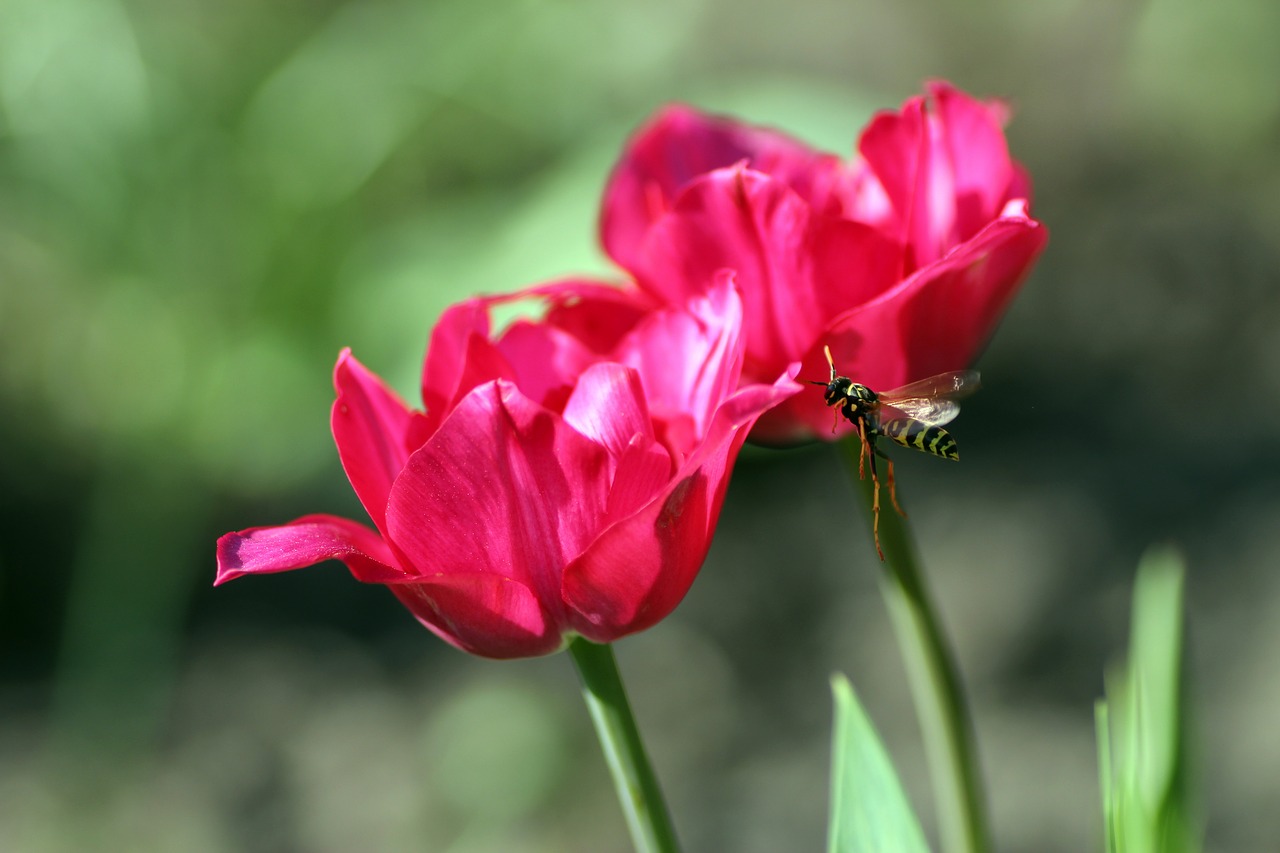 wasp  flight  flying free photo