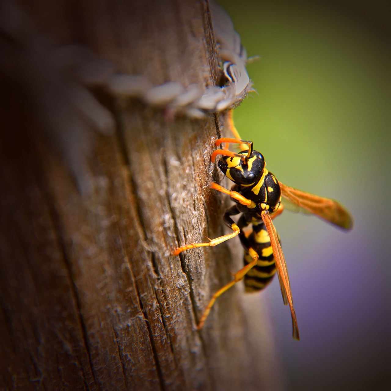 wasp  insect  nature free photo