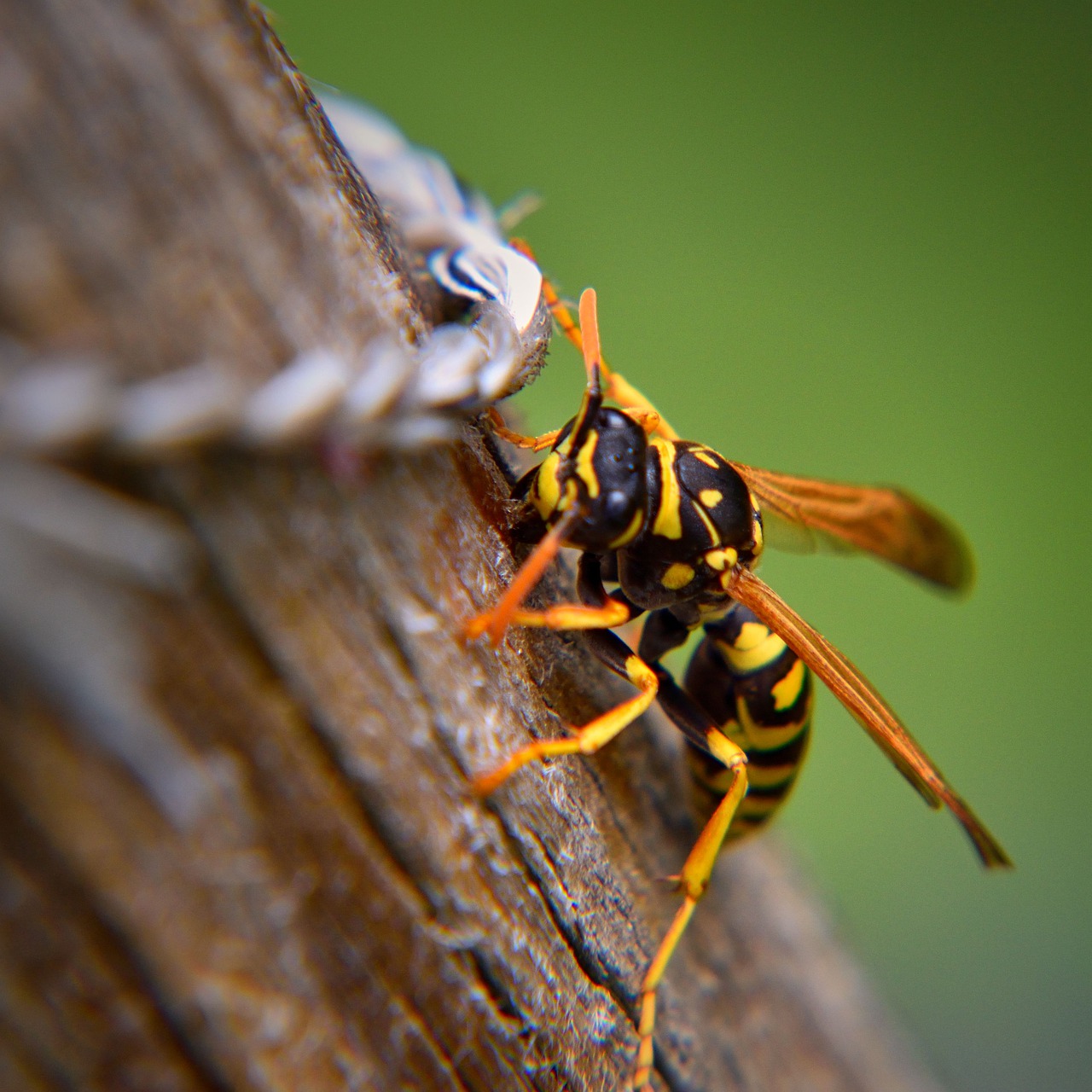 wasp  insect  nature free photo