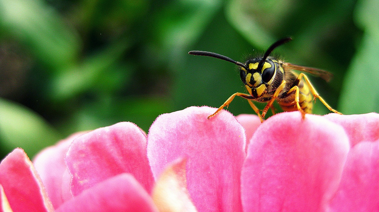 wasp flower nature free photo