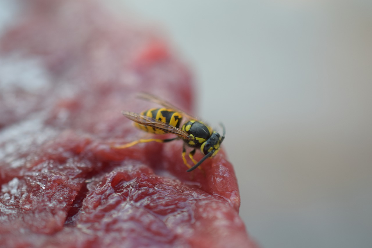 wasp  insect  bee free photo