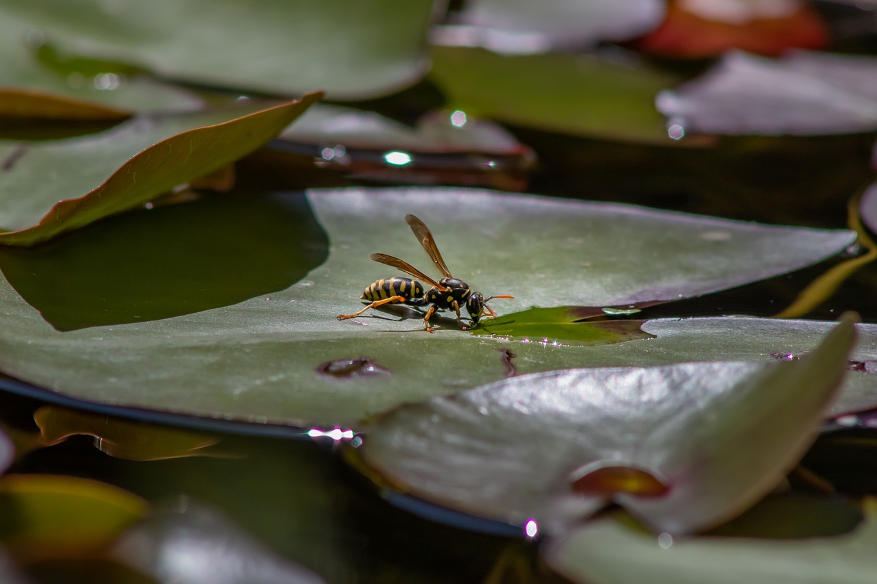 wasp  hornet  leaves free photo