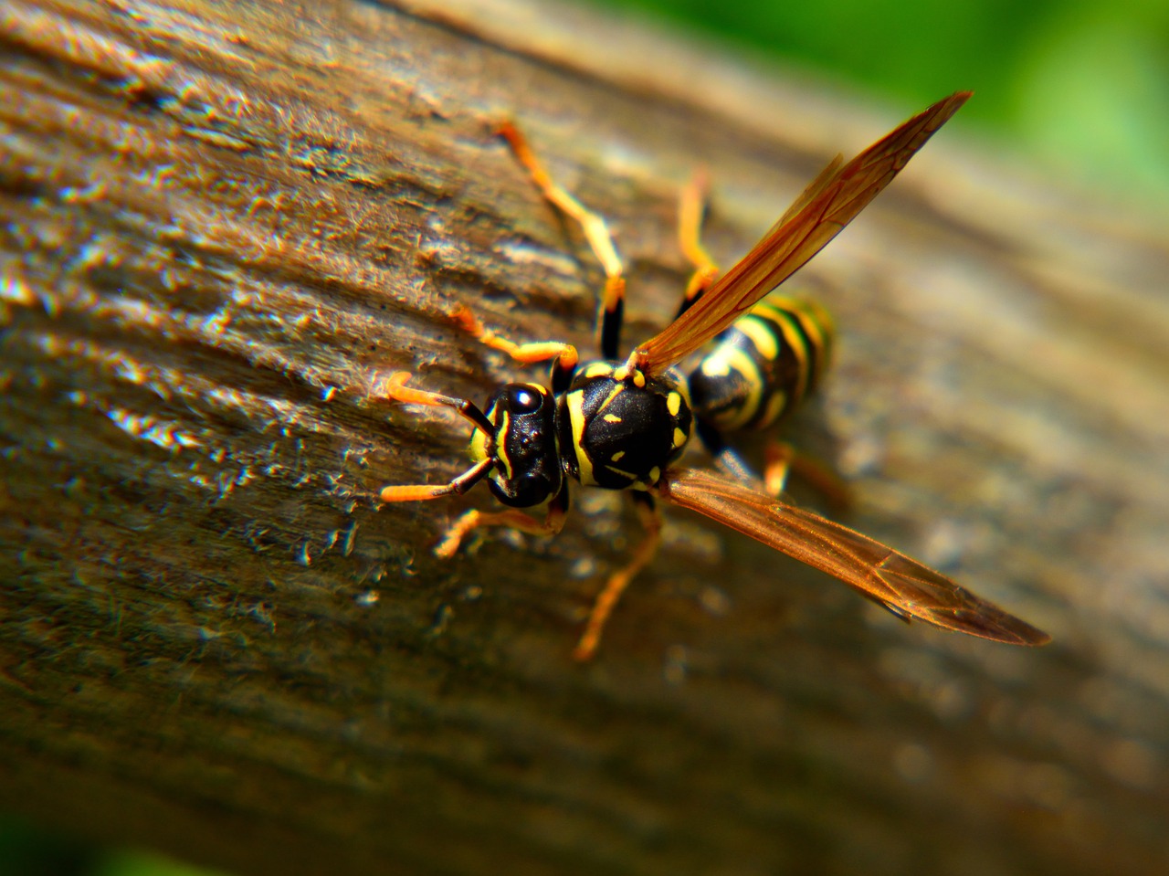 wasp  close up  nature free photo