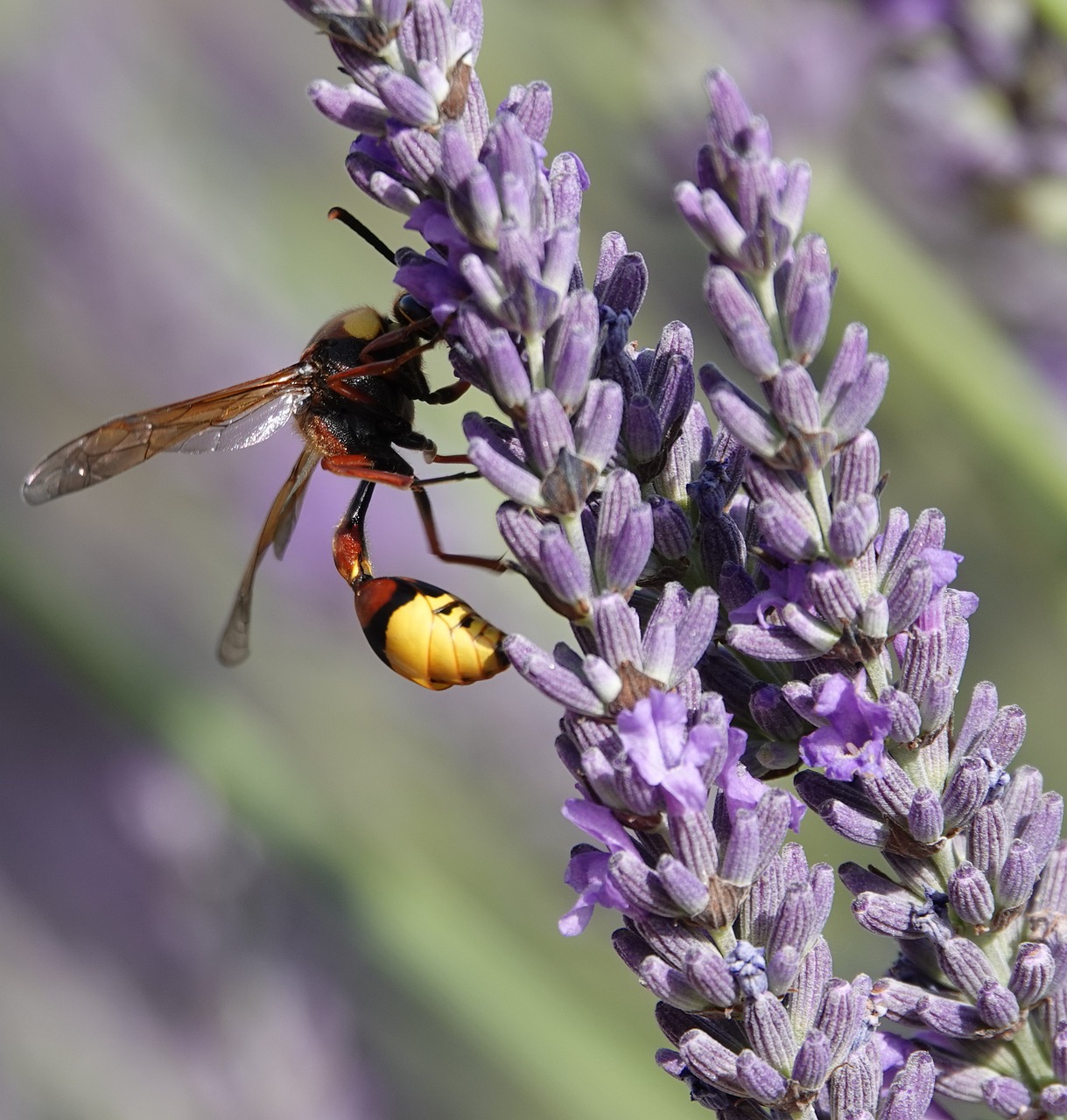 wasp  building  earth free photo